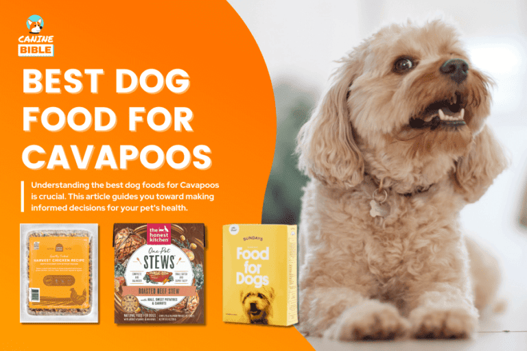 Best Dog Food For Cavapoos 2024: For Adult, Puppy, Senior, Sensitive Stomatch & More