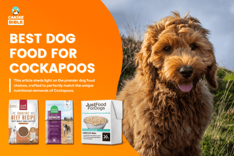 Best Dog Food For Cockapoos 2024: Adult, Puppy, Senior, Wet, Dry, Raw & More