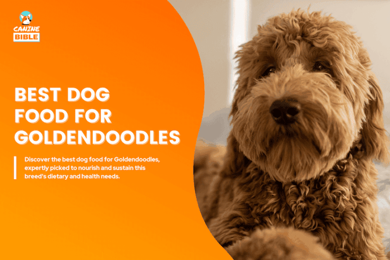 Best Dog Food For Goldendoodles