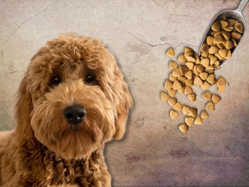 Best Dog Food For Goldendoodles chapter 3