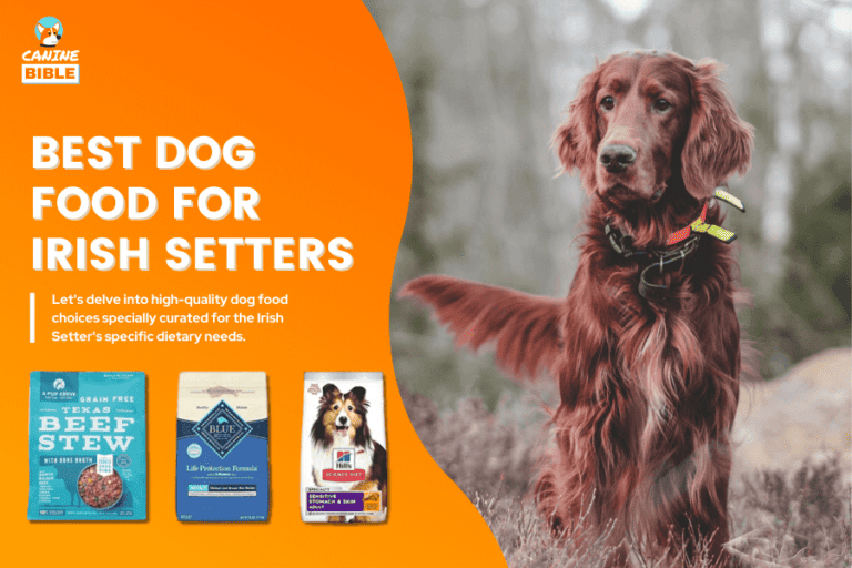 Best Dog Food For Irish Setters