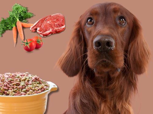 Best Dog Food For Irish Setters chapter 1