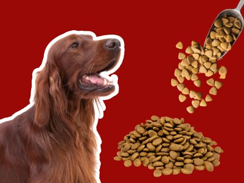 Best Dog Food For Irish Setters chapter 2