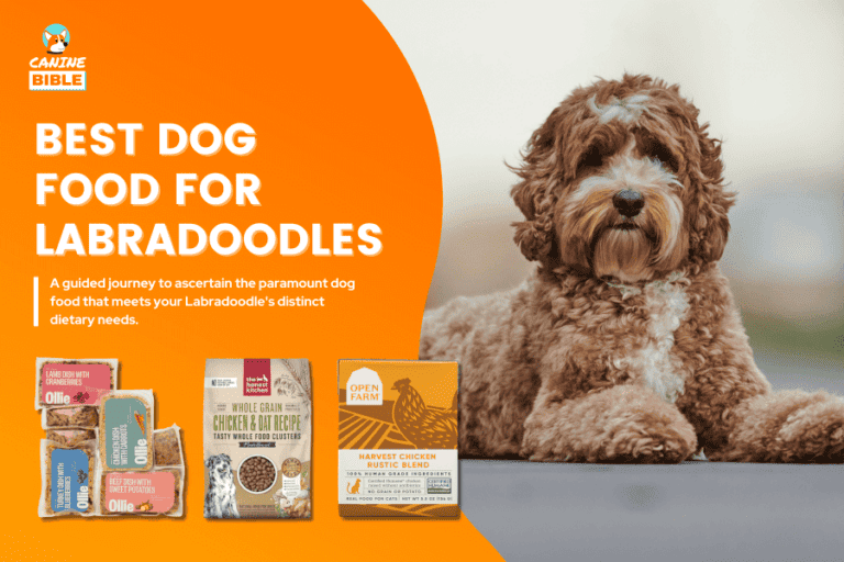 Best Dog Food For Labradoodles 2024: Aduls, Puppy, Senior & Other Need