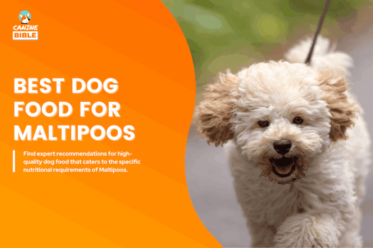 Best Dog Food For Maltipoos