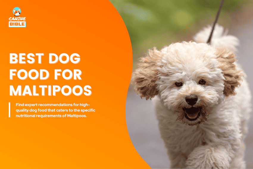 Best Dog Food For Maltipoos