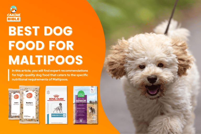 The Very Best Dog Food For Maltipoos 2024 [Top Picks & Review]