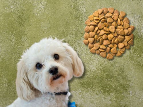 Best Dog Food For Maltipoos chapter 1