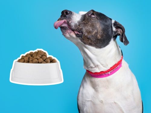 Best Dog Food For Pit Bulls chapter 1