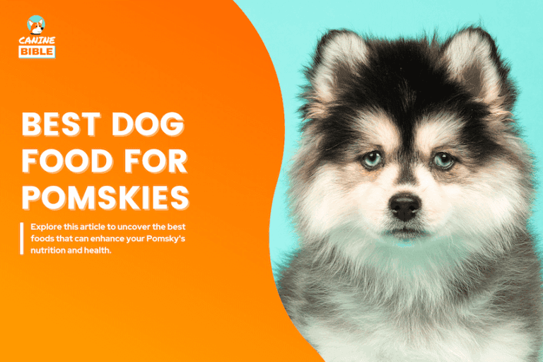 Best Dog Food For Pomskies