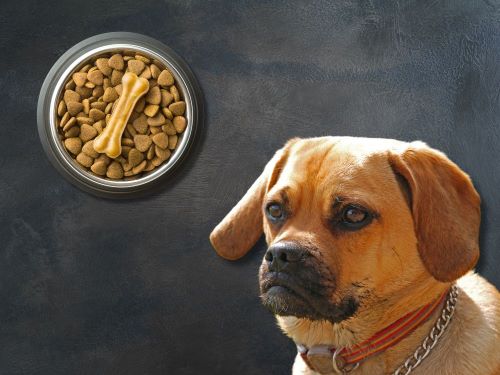 Best Dog Food For Puggles chapter 1