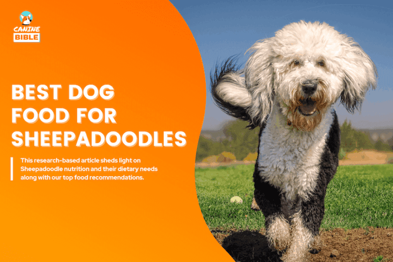 Best Dog Food For Sheepadoodles