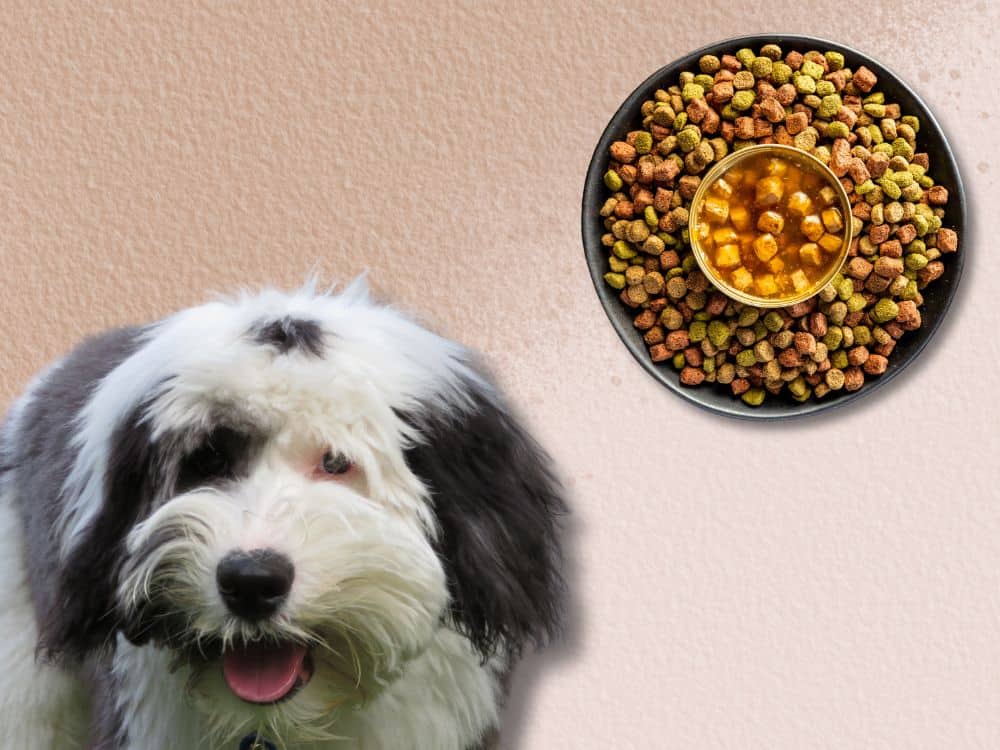 Best Dog Food For Sheepadoodles chapter 1