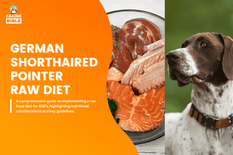 German Shorthaired Pointer Raw Dog Food Diet Guide: Recipes, Benefits & FAQs