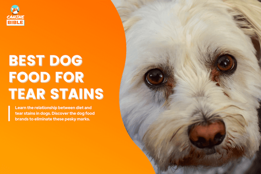 best dog food for tear stains