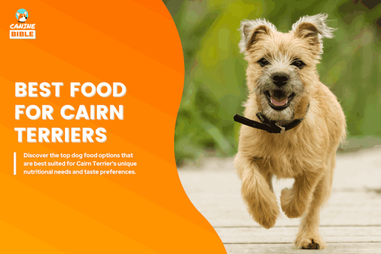 Best Dog Food For Cairn Terriers