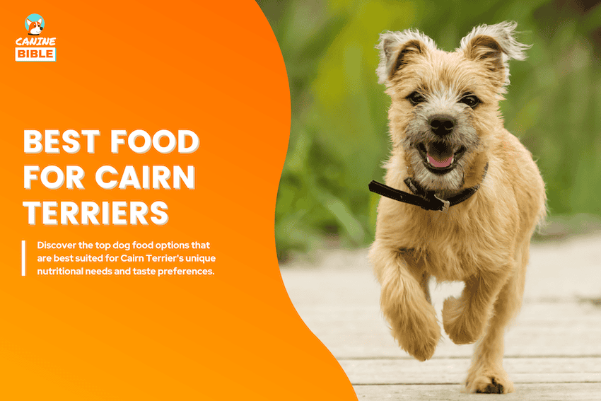 Best Dog Food For Cairn Terriers