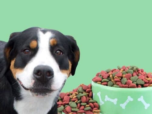 Best Dog Food For Greater Swiss Mountain Dogs chapter 2