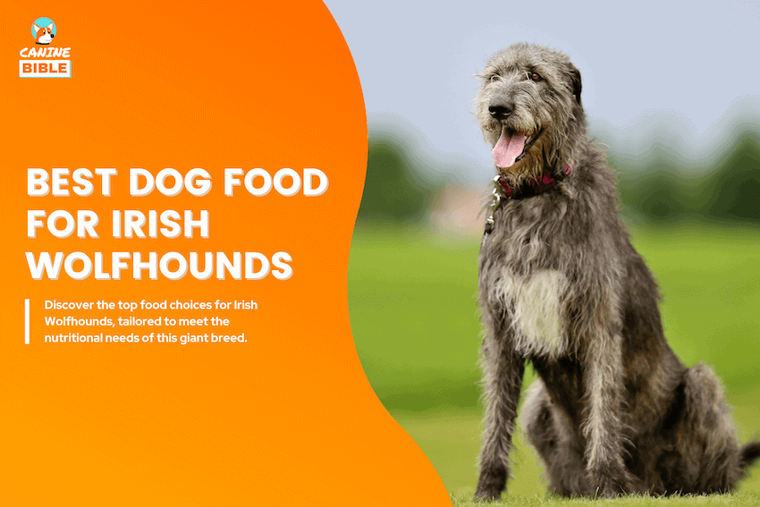 Best Dog Food For Irish Wolfhounds