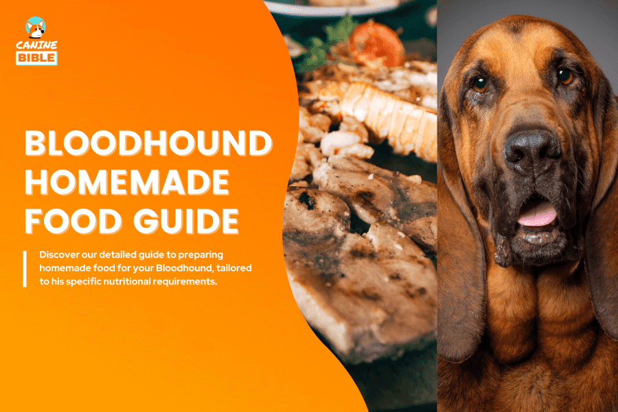 bloodhound homemade dog food