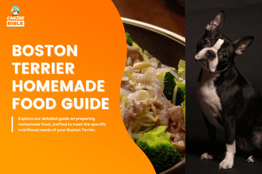 homemade food for boston terrier