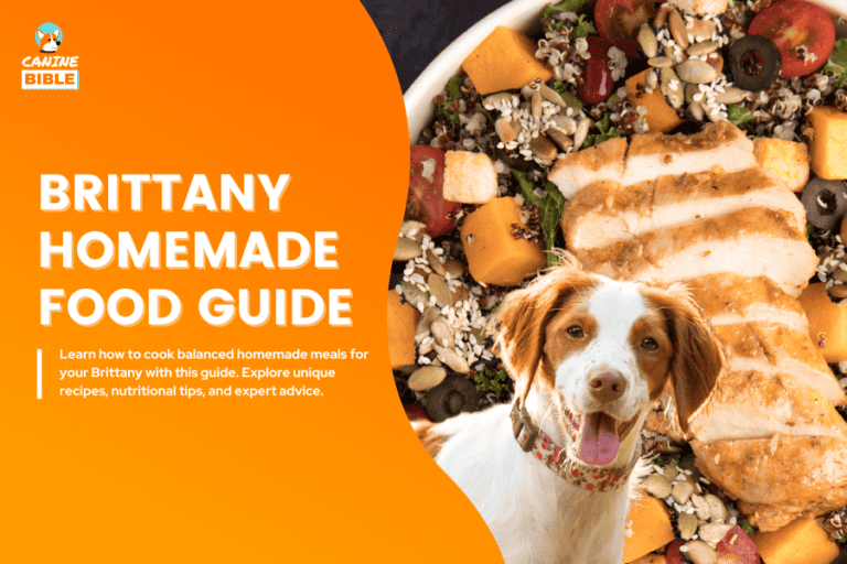 Complete Brittany Homemade Dog Food: Recipes & Diet Tips