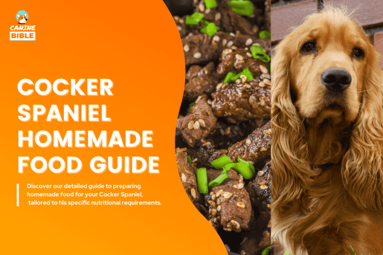 Homemade Food For Cocker Spaniels Guide: Recipes & Diet Guide