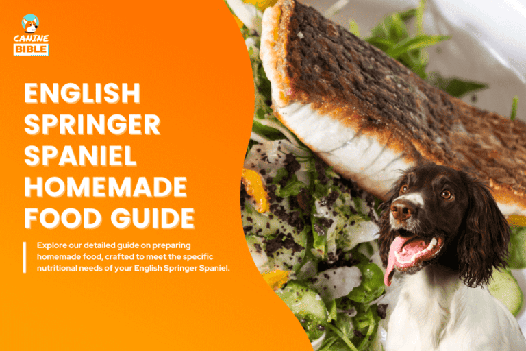 English Springer Spaniel Homemade Food: Recipes & Diet Tips