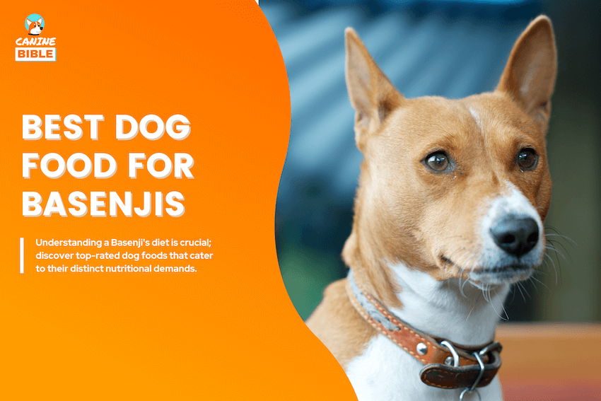 Best Dog Food For Basenjis