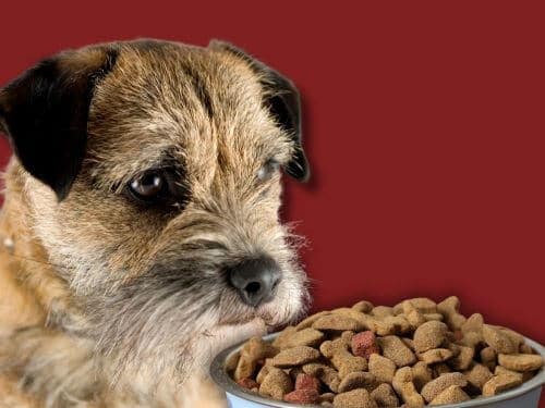 Best Dog Food For Border Terriers chapter 1