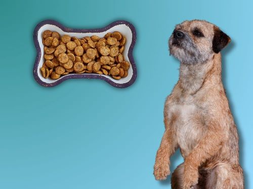 Best Dog Food For Border Terriers chapter 2