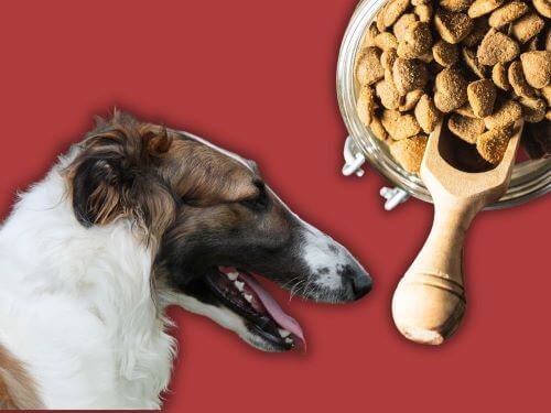 Best Dog Food For Borzois chapter 3