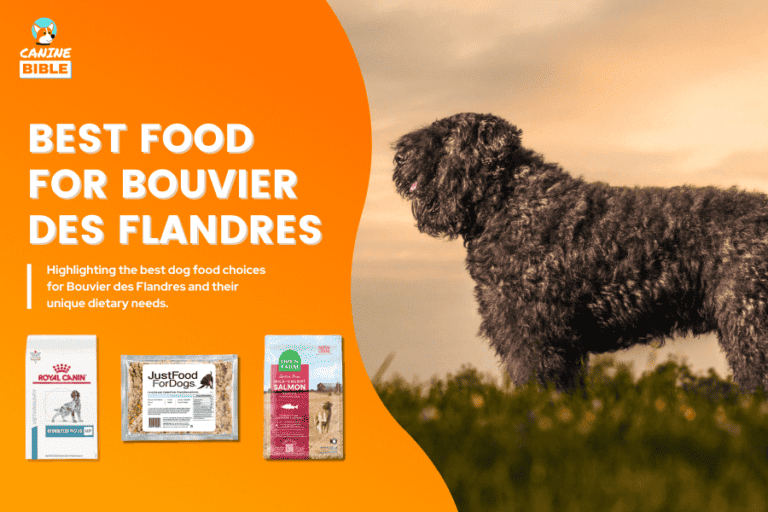 Best Dog Food For Bouvier des Flandres 2023: Complete Guide
