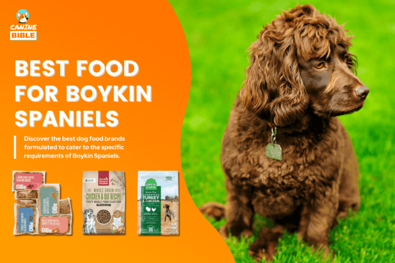 Best Dog Food For Boykin Spaniels: Adult, Puppies & Senior