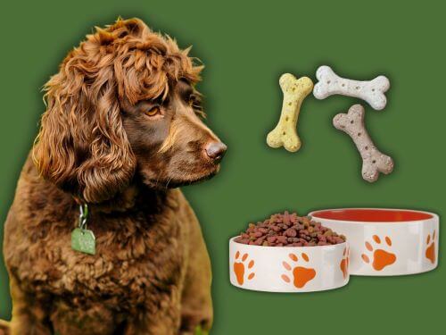 Best Dog Food For Boykin Spaniels chapter 1