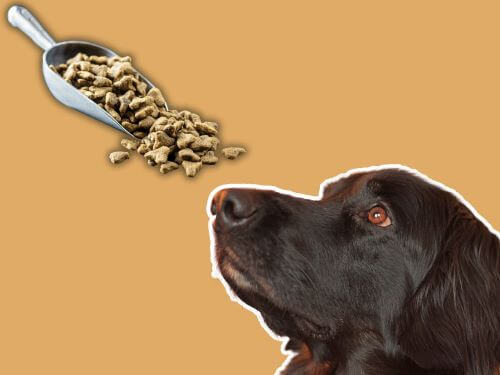 Best Dog Food For Boykin Spaniels chapter 2