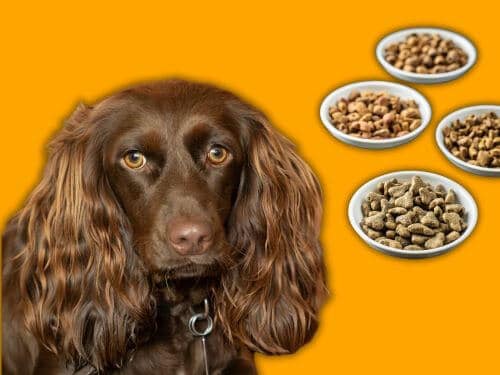 Best Dog Food For Boykin Spaniels chapter 3