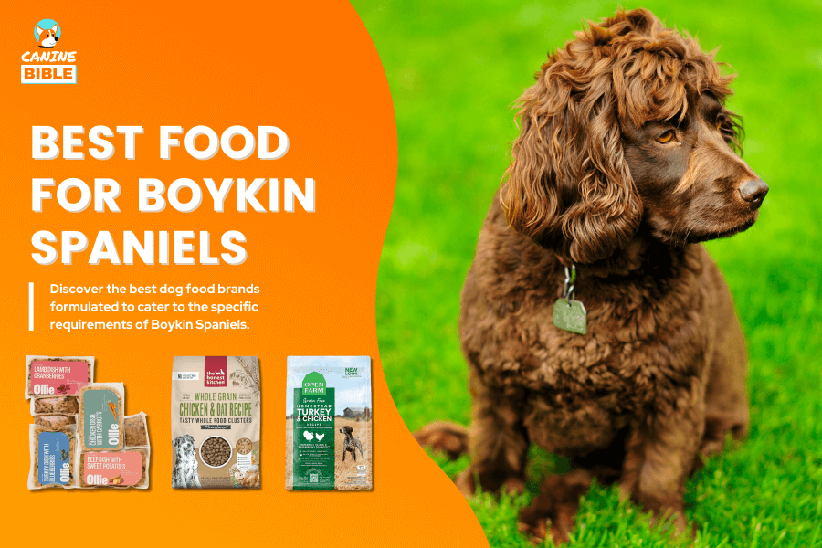 Best Dog Food For Boykin Spaniels