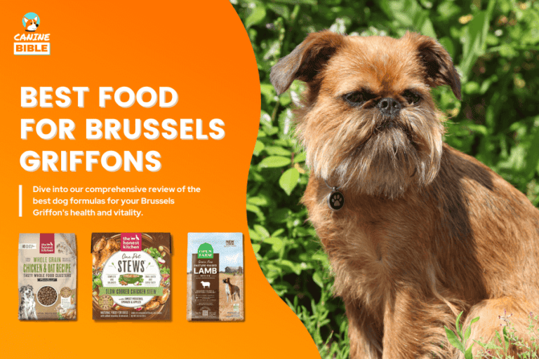 Best Dog Food For Brussels Griffons — Top Brands Reviewed