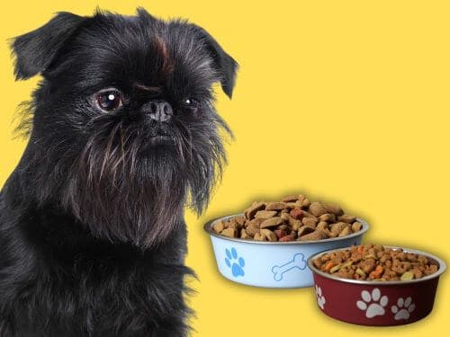 Best Dog Food For Brussels Griffons chapter 2