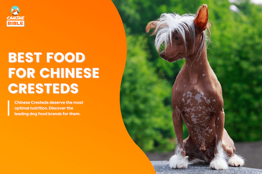 Best food for Chinese Cresteds