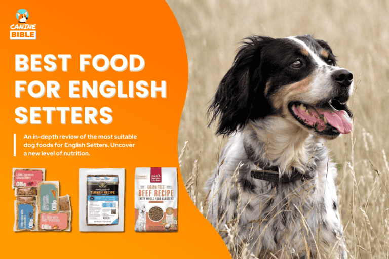 Best Dog Food For English Setters Today: Reviews & Top Picks