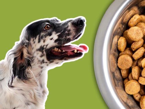 Best Dog Food For English Setters chapter 1