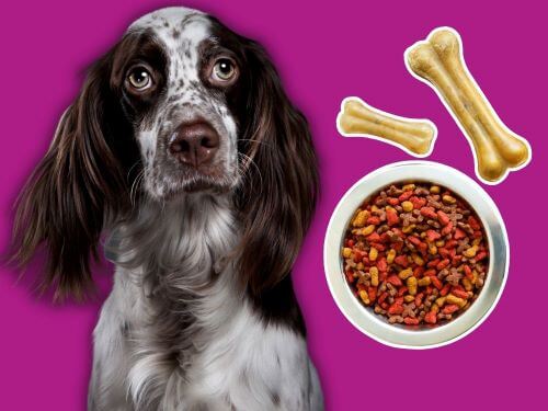 Best Dog Food For English Setters chapter 3