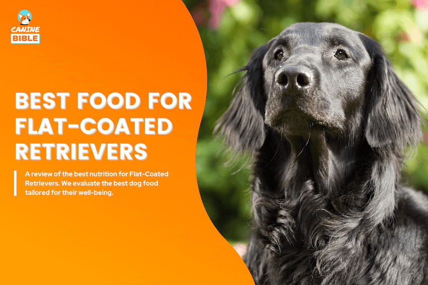 Best Dog Food For Flat Coated Retrievers