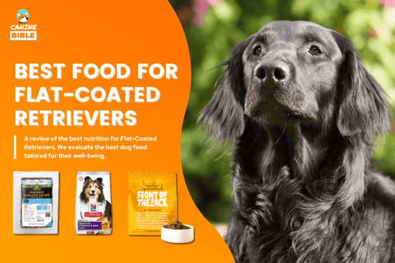 Best Dog Food For Flat-Coated Retrievers — 2023 Reviews