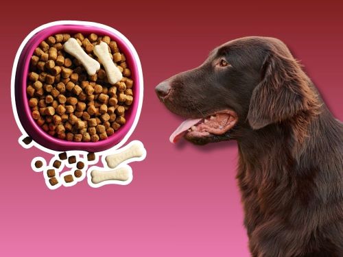 Best Dog Food For Flat-Coated Retrievers chapter 2