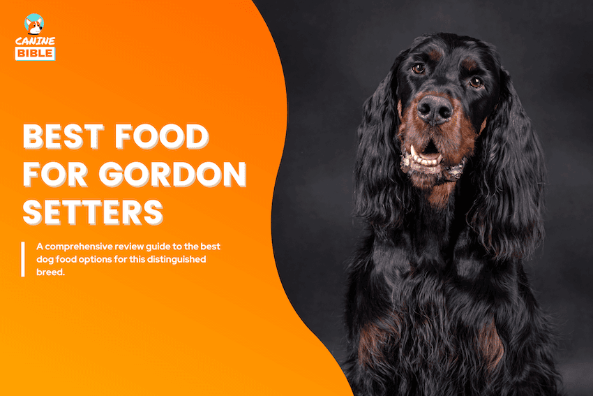 Best Dog Food For Gordon Setters