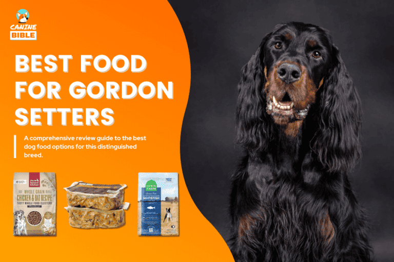 Best Dog Food For Gordon Setters 2024 [Reviews]