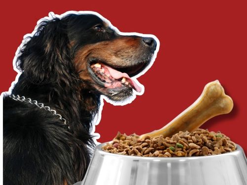 Best Dog Food For Gordon Setters chapter 2